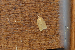 Sparganothis umbrana