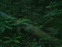 Paguma larvata