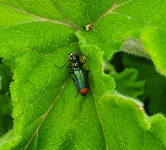 Clanoptilus assimilis