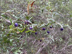 Billardiera longiflora