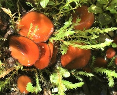 Scutellinia olivascens
