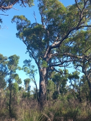 Eucalyptus marginata marginata