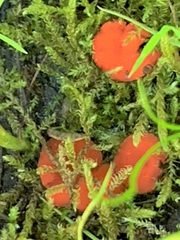 Scutellinia olivascens