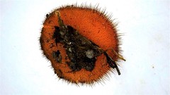 Scutellinia olivascens