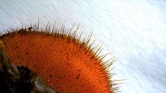 Scutellinia olivascens