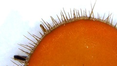 Scutellinia olivascens