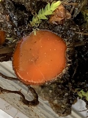 Scutellinia olivascens