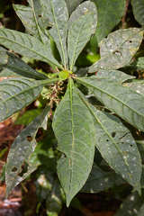 Cuatresia cuneata