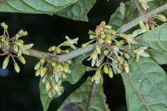 Cuatresia cuneata