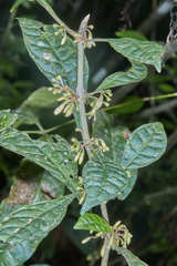 Cuatresia cuneata