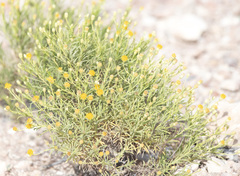Pulicaria glutinosa