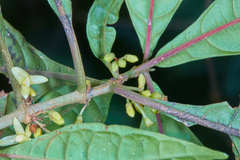 Cuatresia cuneata