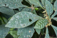 Cuatresia cuneata
