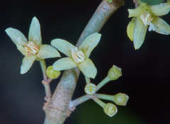 Cuatresia cuneata