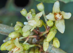 Cuatresia cuneata