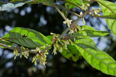 Cuatresia cuneata