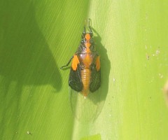 Mogannia saucia