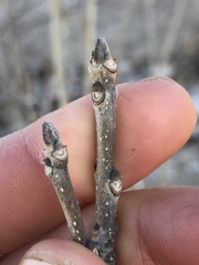 Fraxinus pennsylvanica