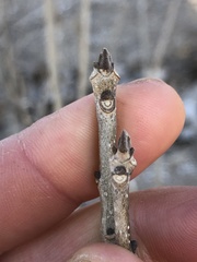 Fraxinus pennsylvanica