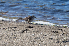 Cinclodes comechingonus