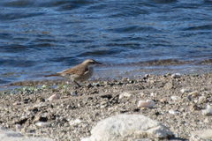 Cinclodes comechingonus