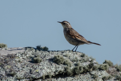 Cinclodes comechingonus