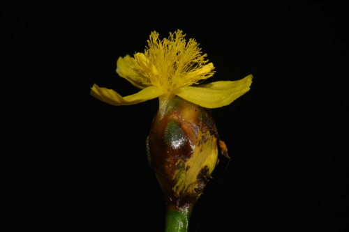 Image of Xyris difformis by (c) Brian Finzel, some rights reserved (CC BY-SA)