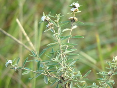 Lippia turbinata