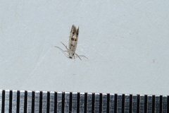 Argyresthia thuiella