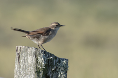 Cinclodes comechingonus