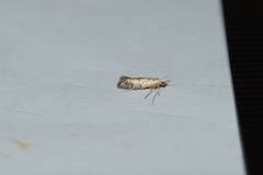 Argyresthia thuiella