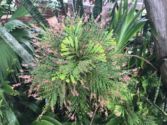 Phyllanthus mimosoides