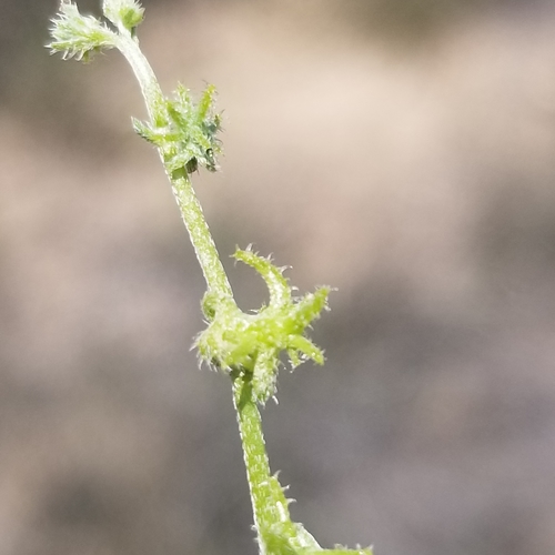 Image of Harpagonella palmeri by (c) James C. Davis, some rights reserved (CC BY-SA)