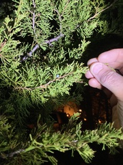 Juniperus virginiana