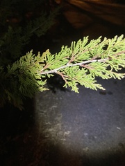 Juniperus virginiana