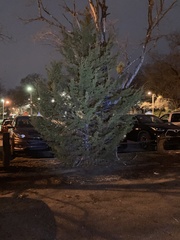 Juniperus virginiana