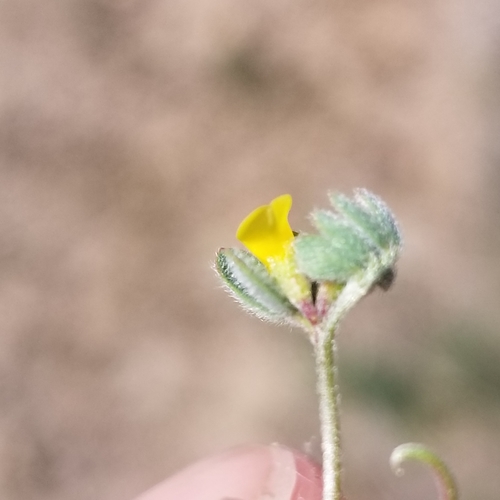 Image of Acmispon micranthus by (c) James C. Davis, some rights reserved (CC BY-SA)