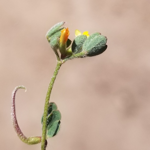 Image of Acmispon micranthus by (c) James C. Davis, some rights reserved (CC BY-SA)