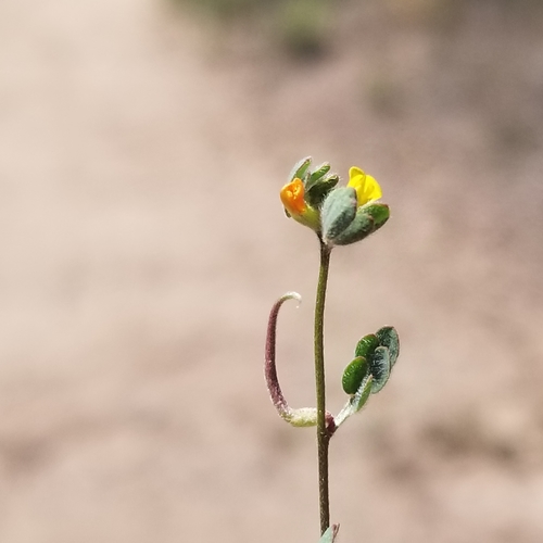 Image of Acmispon micranthus by (c) James C. Davis, some rights reserved (CC BY-SA)