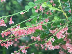 Phyllanthus mimosoides