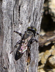 Tachysphex nigerrimus