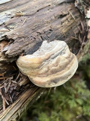 Laricifomes