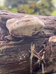 Laricifomes