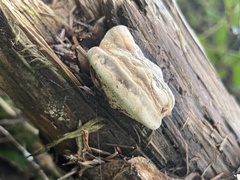 Laricifomes