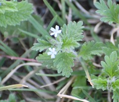 Glandularia quadrangulata