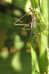 Conocephalus ochrotelus