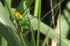 Conocephalus ochrotelus