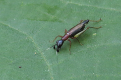 Cranistus colliurides