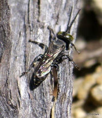 Tachysphex nigerrimus