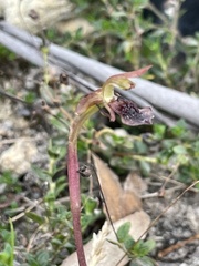 Chiloglottis reflexa